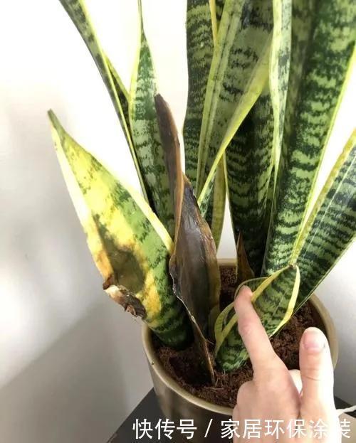 金钱树|容易被水浇死的“6种花”,养不活都是由于手太勤