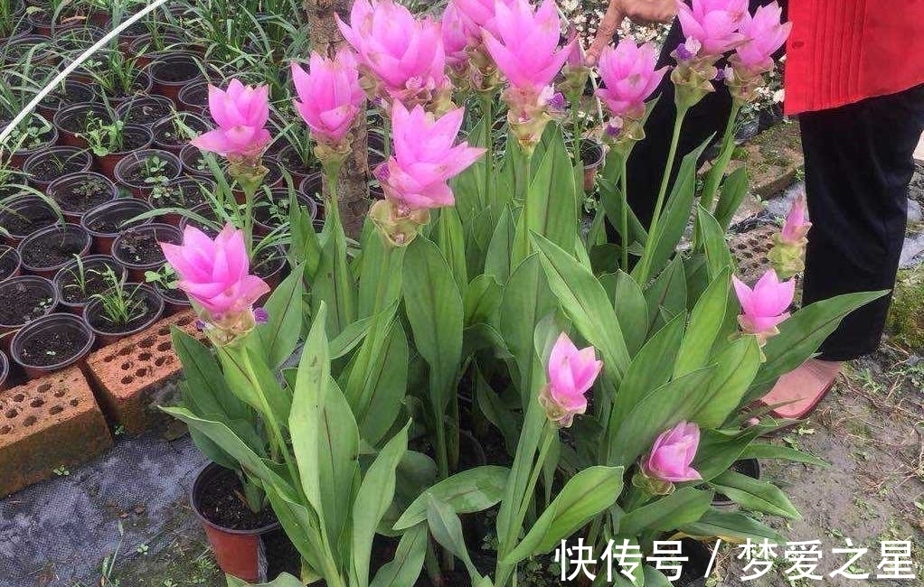 荷花|一块“大生姜”,开满粉荷花,家里养一盆,仙气飘飘,开花100天
