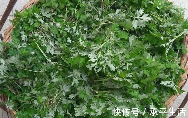 艾草|农村一种野草气味独特，做成枕头安眠助睡，被称女性的“保护草”
