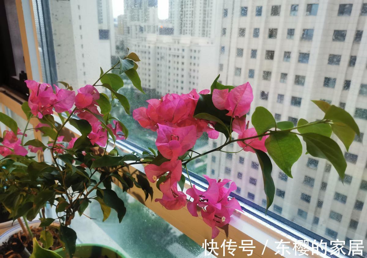 太阳|夏天养护5种花,大太阳下也别躲,越晒越爆盆