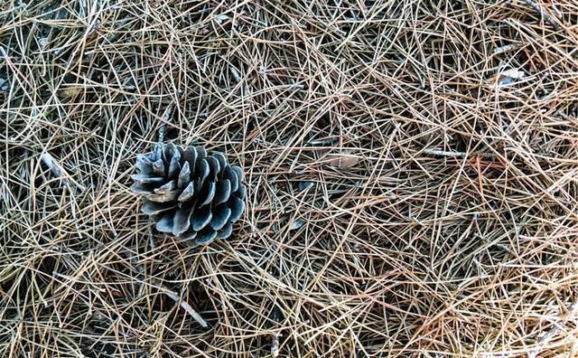 营养物质|家养君子兰，盆土里加点好东西，叶子油亮根还旺，轻松窜出3花剑