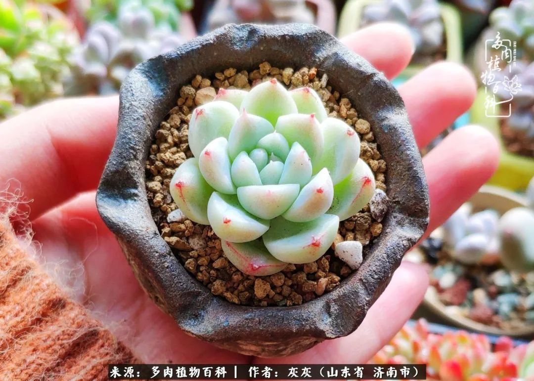 多肉植物|养多肉四年,铁打的盆盆流水的肉,无需多问,问就是喜欢!