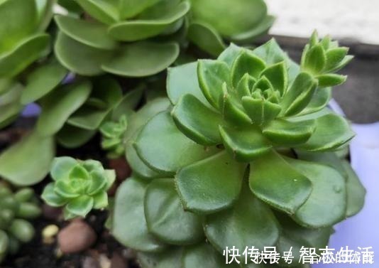 土壤|蒂亚一直绿着，实在忍不住了，把叶片撸，全插起来！