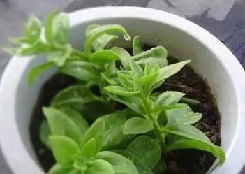 最好养的4种花,掐根枝条就能活,你养不活的话只能说你不会养