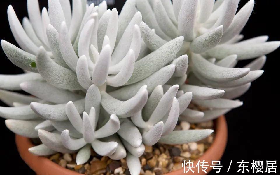 多肉植物|叶片裹在蚕丝，里的趣味多肉植物银月