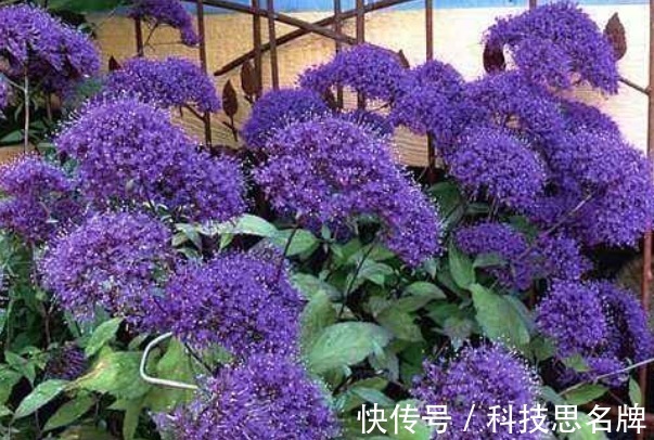 表白|此花的花语是热烈想念、一往情深,很适合表白,含蓄又不失真心!