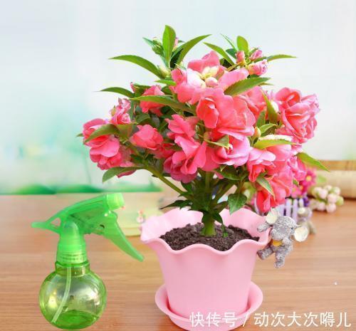 家里万万不要养这几种花,放一盆都会对身体不好,聪明人都懂避开
