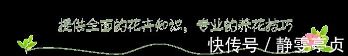 最不适合养花的几种土壤，千万不要用，否则黄叶烂根养不活