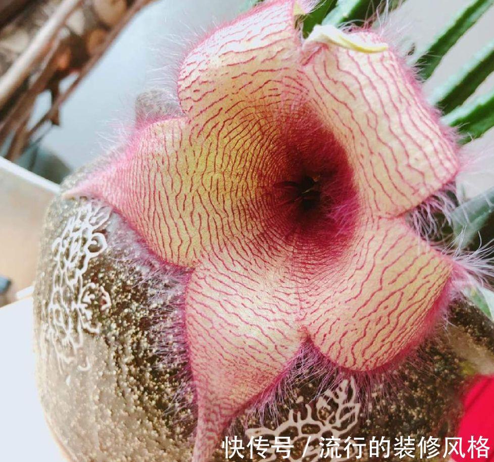 家里养了这花,满屋子都是臭味,家人让我赶紧扔掉