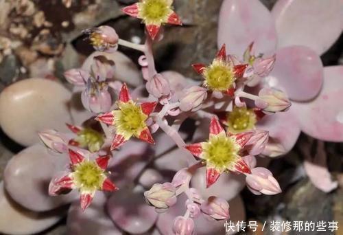  5种多肉植物，开花别剪掉，像中奖一样很少见，你家养过几种？