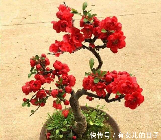 自带|这“3种”植物,自带“贵气”,再贵也要养,能“旺运”!