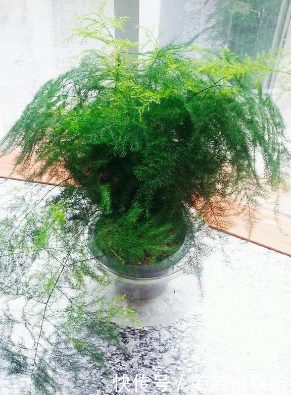 文竹盆土里插个“神器”,盆土状况一目了然,变成茂密“小森林”