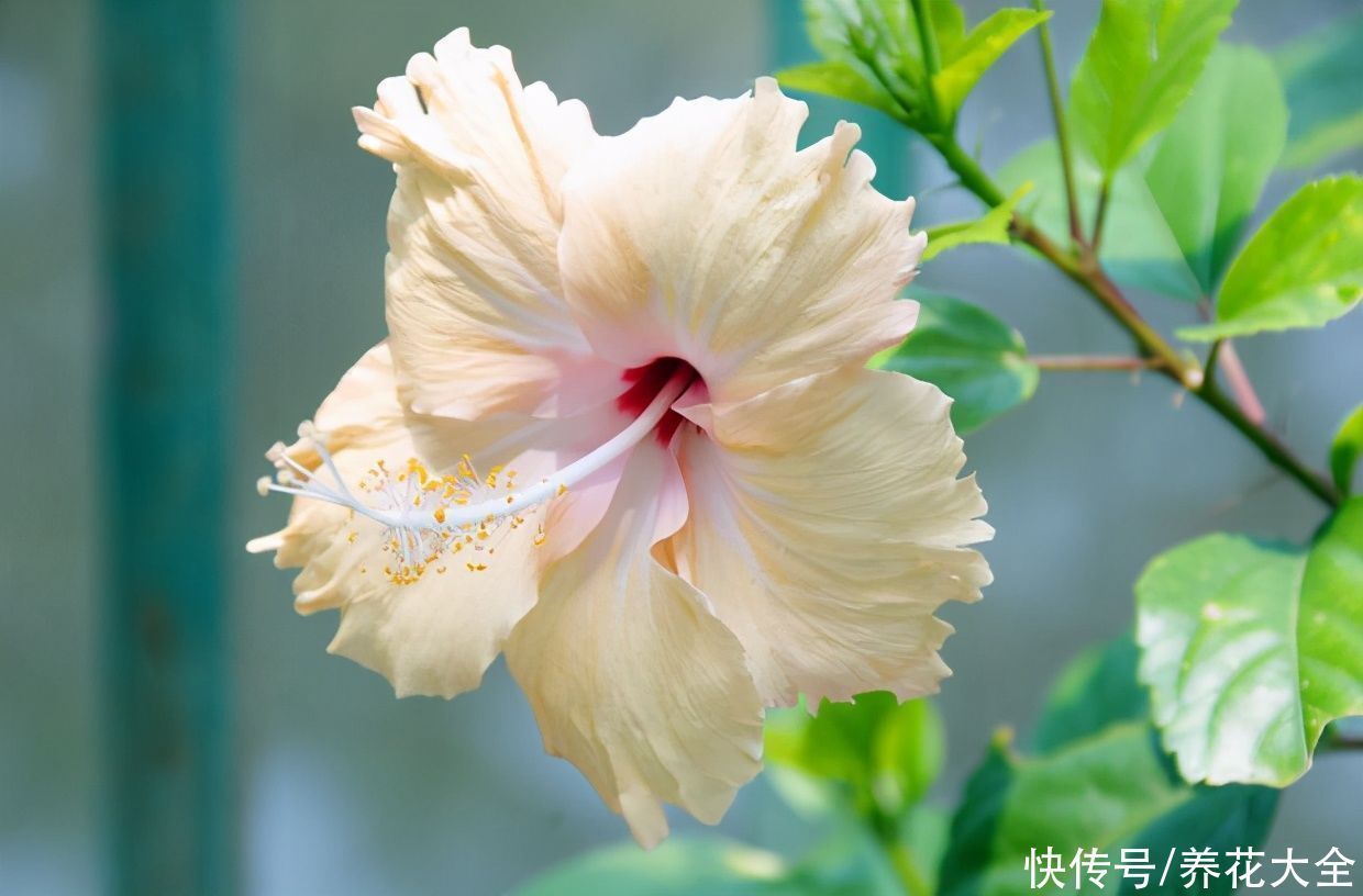 小技巧|花店老板绝不外传的5个养花小技巧,简单实用,轻松成为养花高手