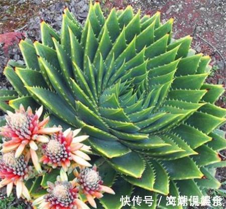 一盆芦荟1万多,一棵能长50年,越老越值钱,你见过芦荟女王吗