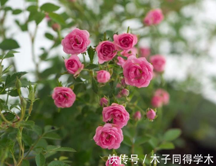 病虫害|每年7、8月份,老花匠都不喜欢月季花,越养越生气,原因有4点