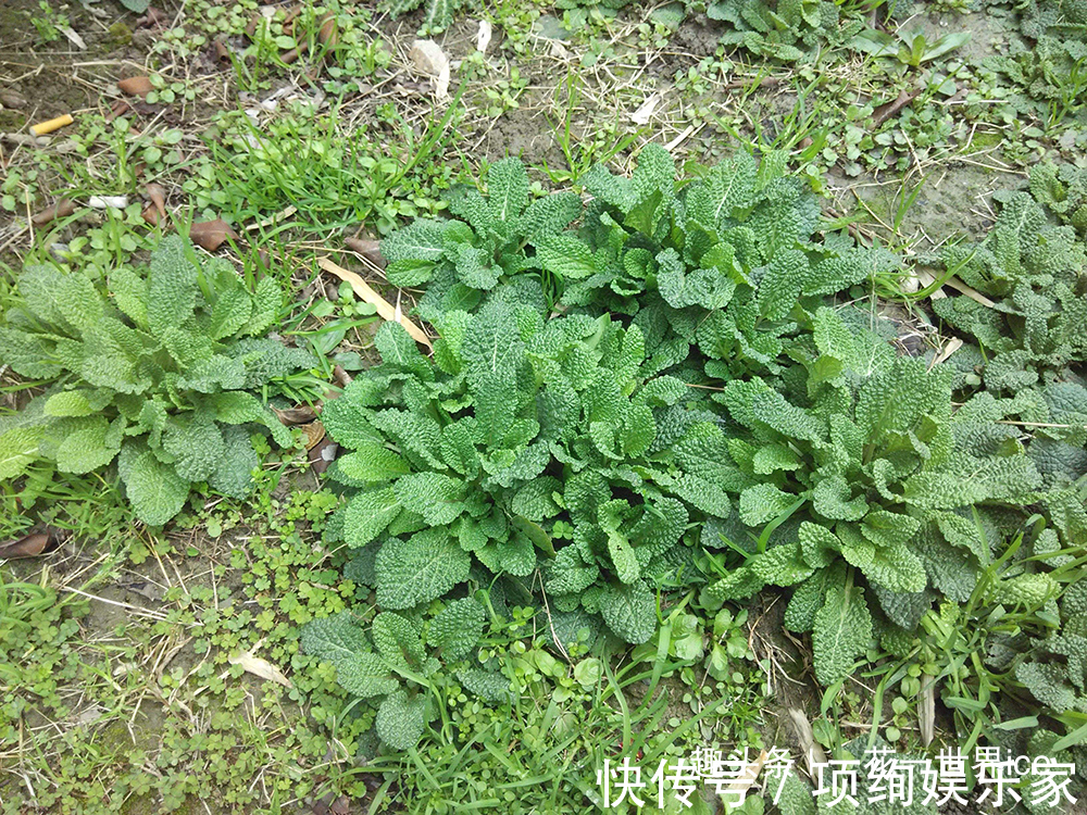 荔枝草|又臭又难看，农民却当成宝，嫩叶是极品野菜，晒干还能泡茶喝