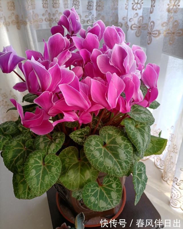 适合9月养的花,花大色艳,爱开花,很漂亮,关键很好养