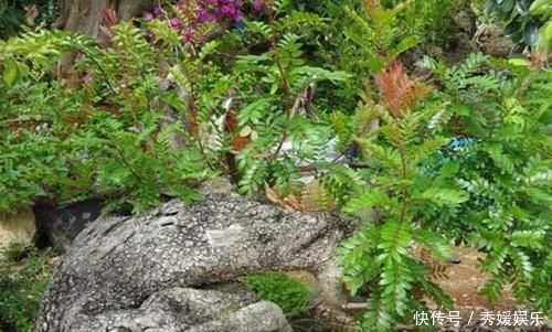 室内常摆放2种绿植，空气越来越好，让家人轻松拥有好睡眠