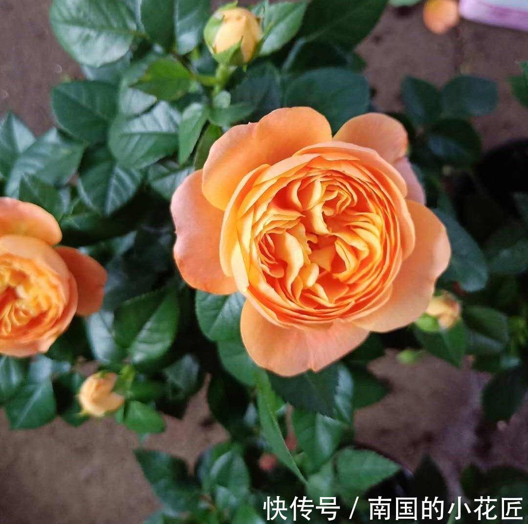 爆盆|把果汁阳台从小苗养到爆盆,只要两招,不仅花多颜色也美