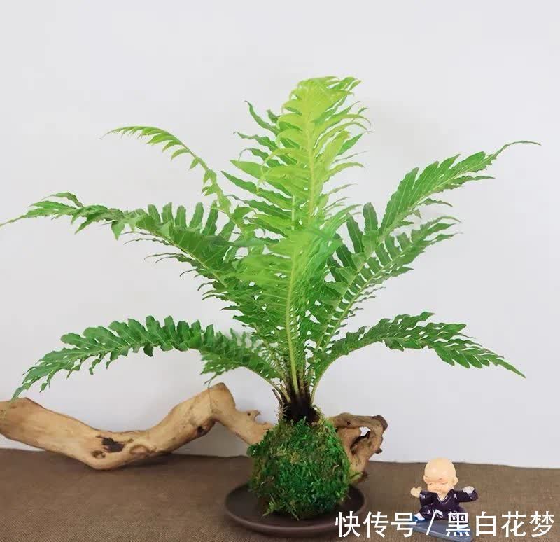 风水|五种小盆栽，耐阴又好养，办公室养几盆，增财运，旺事业