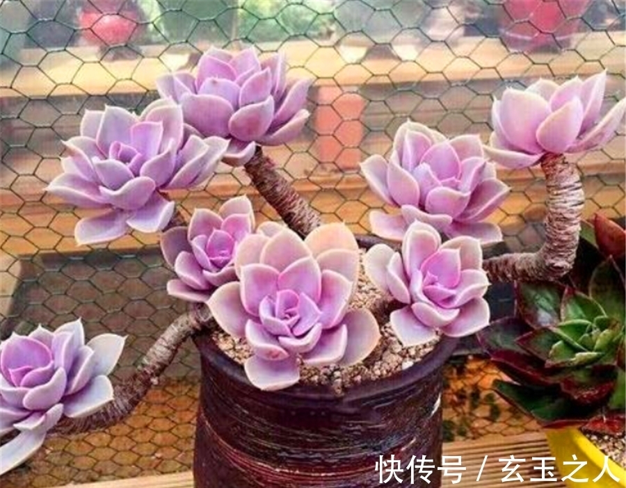 多肉紫珍珠不但容易养成老桩,学会3妙招,还能饱满肥厚粉紫高贵