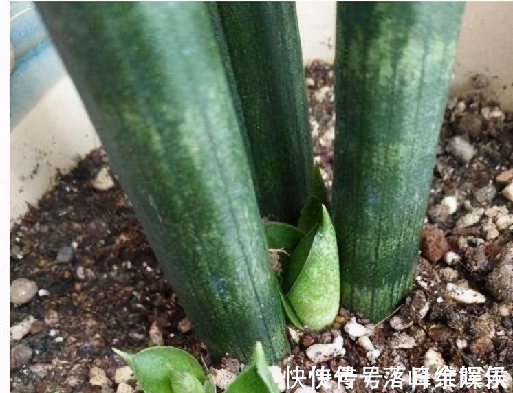 化肥|虎皮兰不长新芽,多是犯了3个错误,改正了才能不断冒嫩芽