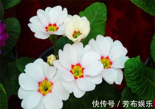 盆栽报春花如何养教你3个养护报春花的小妙招,花开旺盛又美观