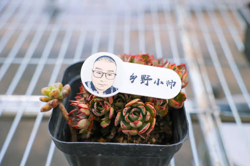 多肉长气根是什么原因?多肉长气根应该怎么办?小帅为你解答