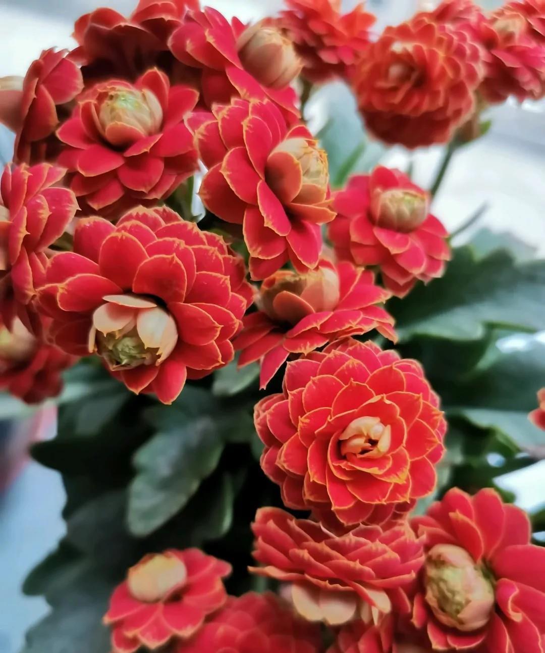 养了很多年的长寿花,它叫什么名字?