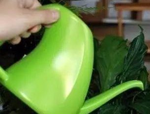 肥皂溶液|家中养花,这5毛钱的小东西别乱丢,能让花蹿到2米高,你知道了吗