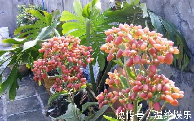 如此可爱的多肉，像葡萄，像观音座，超好养，盆栽爆盆，满屋飘香