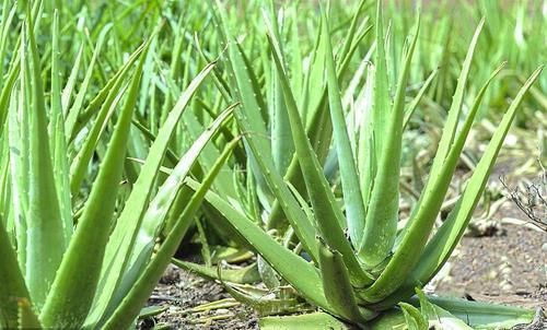 连这六种盆栽还养不好，真就不适合养花了，还是买塑料花吧