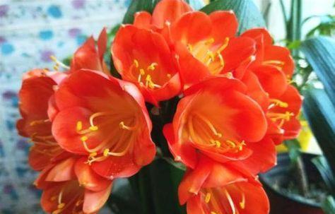 “4种花”特别适合养客厅,浇水就疯长,漂亮上档次,越养越喜欢