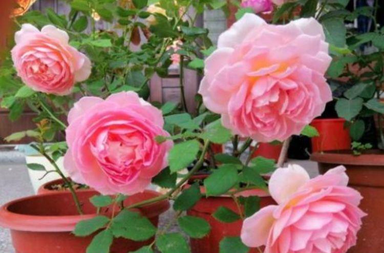 家里|此4种花号称开花机器,全年开花,养护简单,摆在家里超美的