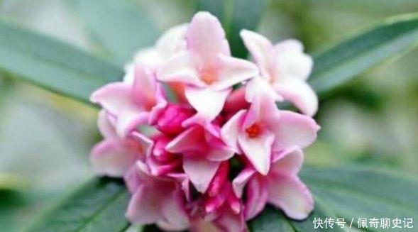 花期超长的3种花卉,四季常开花,一条枝百朵花,满屋花香四溢