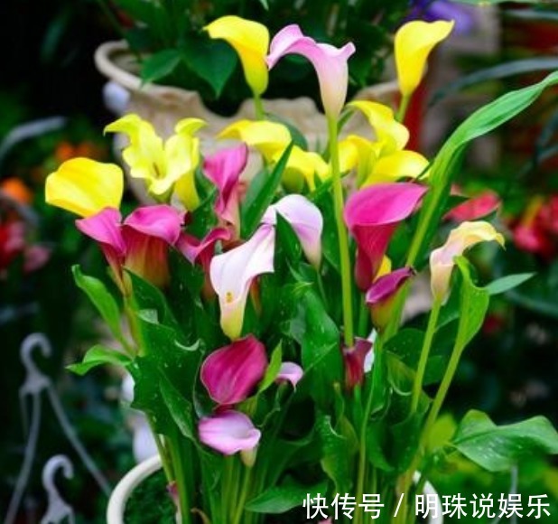 3种花,花朵硕大、花期长,养在客厅正合适,人见人爱!