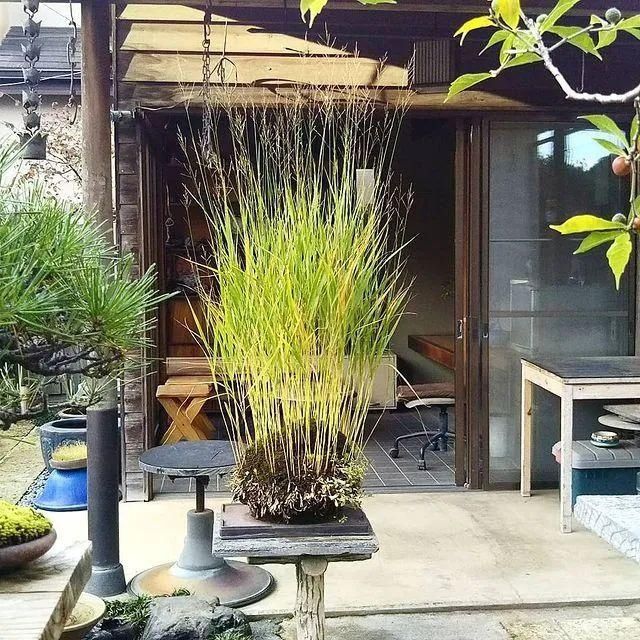 山野草，也高雅！