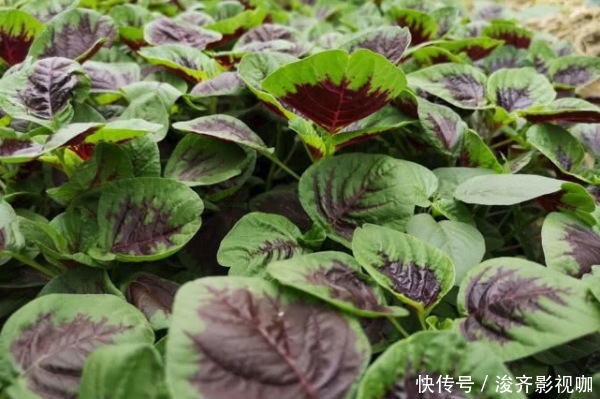 8种“高钙”蔬菜，菠菜不算啥，第一名钙是牛奶3倍，不要错过