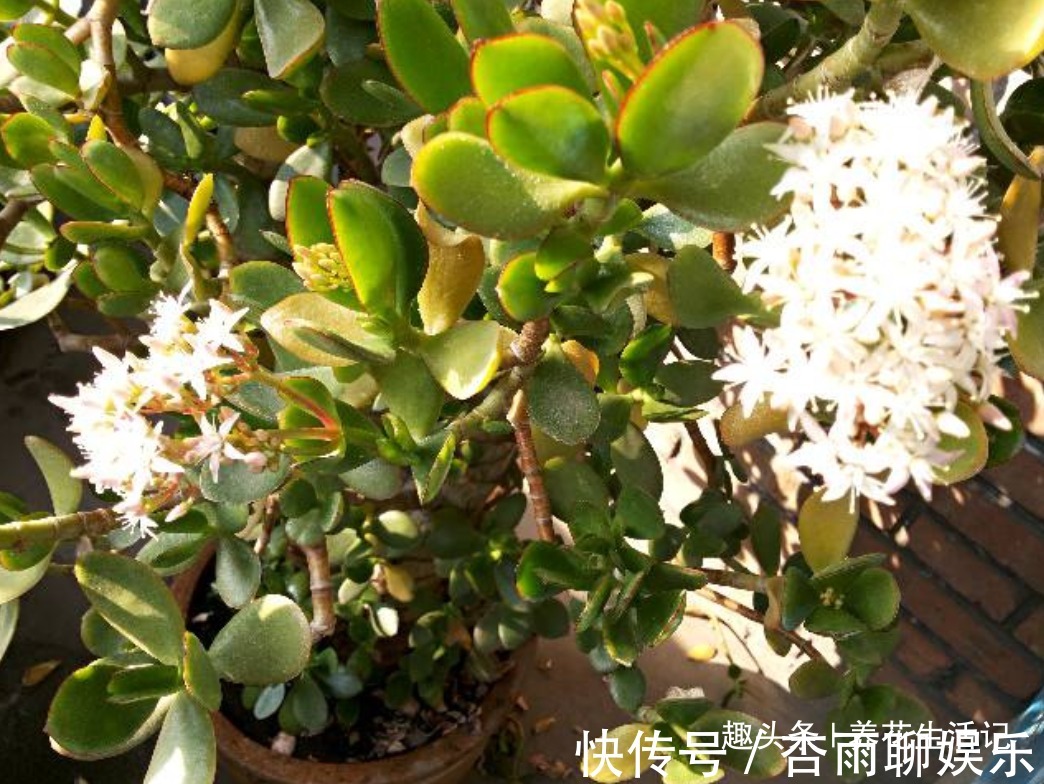 修剪|家养玉树落叶烂根，这样简单处理后，根系健壮新芽多，叶子绿油油
