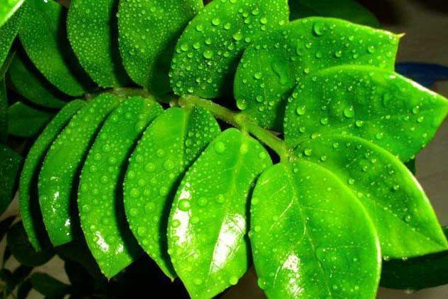 金钱树怎么养才茂盛的四个小技巧,新手小本本早已备好