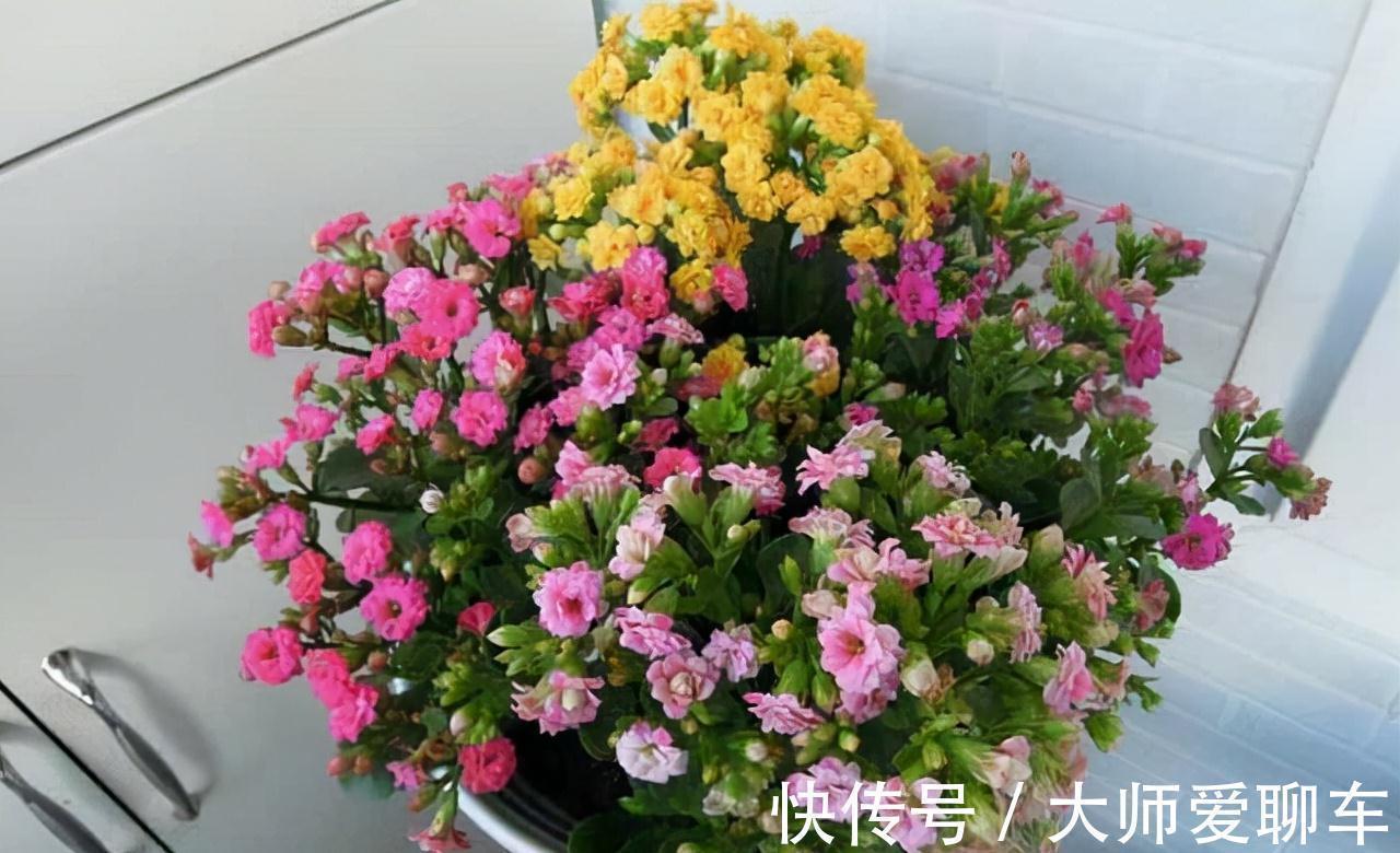 净化|公认的6种吉祥花,株型奇特寓意好,还能吸废气,大人孩子都喜欢