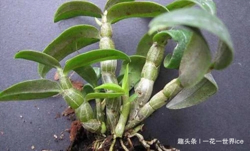 铁皮石斛|山中这种野草,曾为上贡“仙草”,一草难求,如今折段枝条就能养