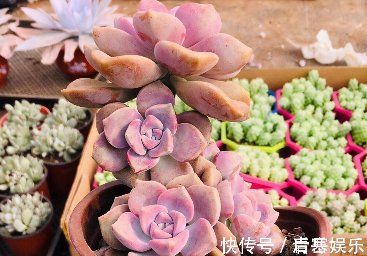 品种|张大哥养肉10多年,总结出4个“耐热品种”,肉迷都喜欢