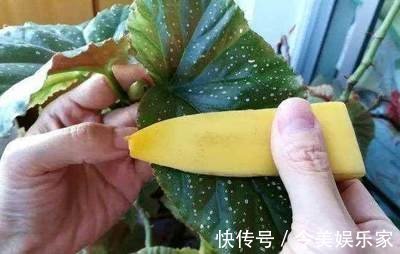 香蕉皮|香蕉皮也是养花“宝”,学会2种方法,养花叶子油绿、新芽多