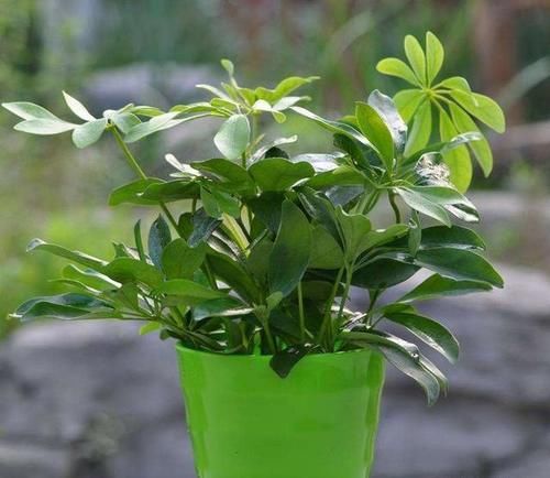 鸭掌木（八方来财）水泡出根了，怎样安全的载到盆里？