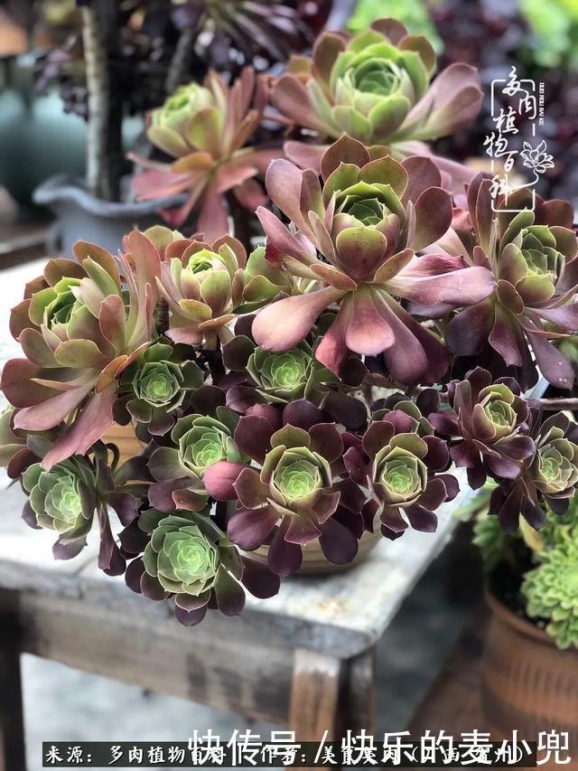 多肉,一位来自神奇大自然的良师益友!