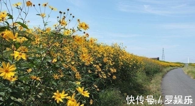 菊芋|生长在泥土里的“万年脏”, 1粒种子能长满一片, 一斤能卖60元