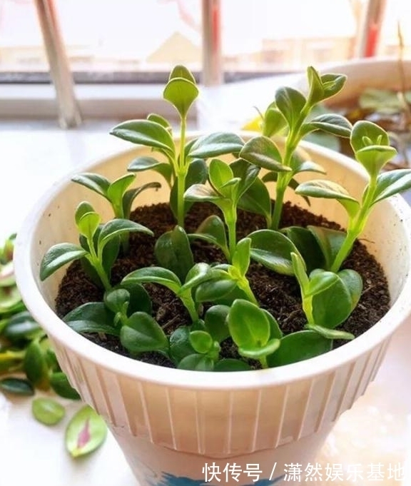 8种“漂亮花”,都可以扦插,剪个枝条就成活,省下很多钱