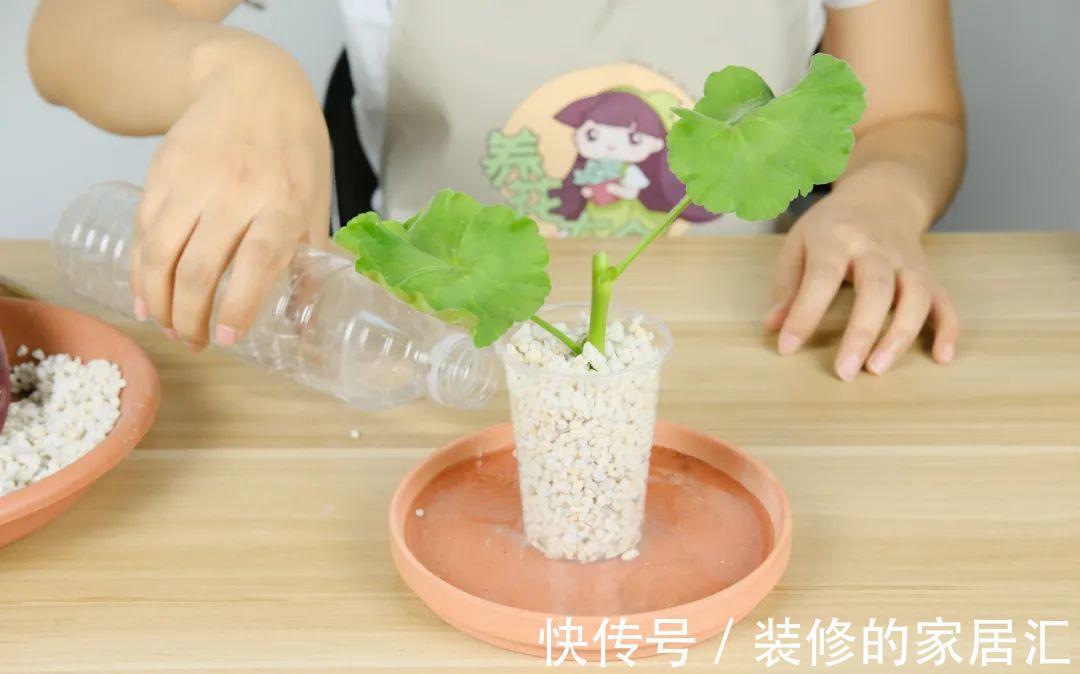 枝条|6种花别养老桩,越老越不开花,赶紧扦插备份
