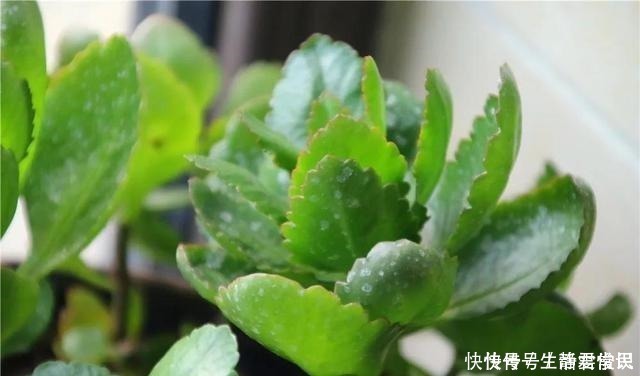 爆盆|长寿花开花爆盆有秘诀,学会施肥就行了,砰砰开花全是花苞!